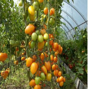Why is the Tomato Kotya recognized as the best hybrid of the year?