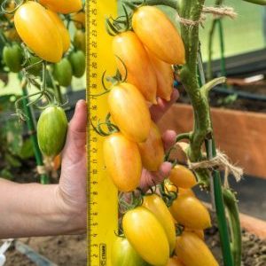 Why is the Tomato Kotya recognized as the best hybrid of the year?