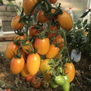 Why is the Tomato Kotya recognized as the best hybrid of the year?