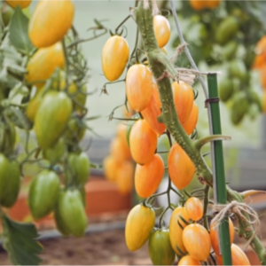 Why is the Tomato Kotya recognized as the best hybrid of the year?