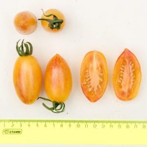 Why is the Tomato Kotya recognized as the best hybrid of the year?