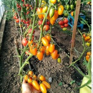 Why is the Tomato Kotya recognized as the best hybrid of the year?