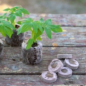 Bright and tasty decoration of your summer cottage - Monisto pink tomato