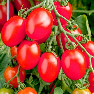 Bright and tasty decoration of your summer cottage - Monisto pink tomato