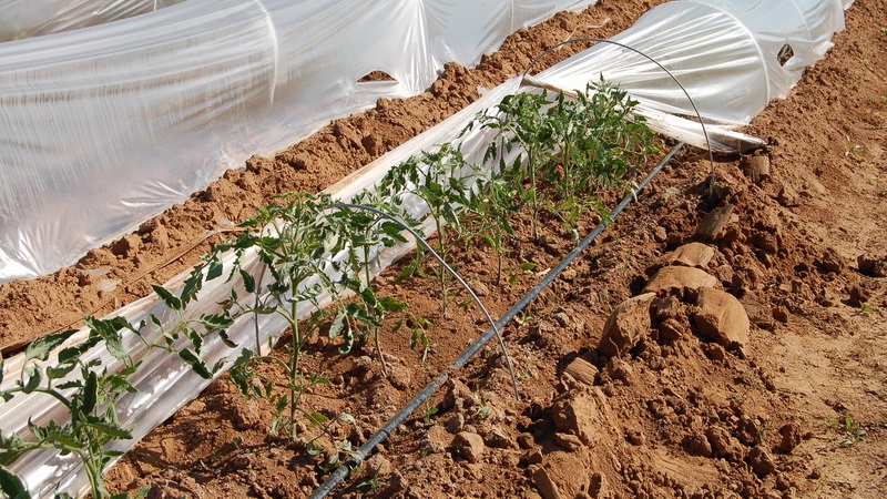 Bright and tasty decoration of your summer cottage - Monisto pink tomato