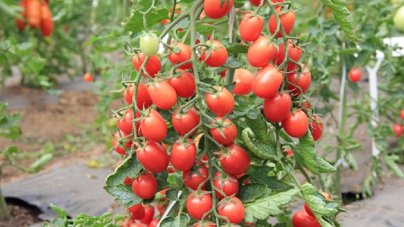 Bright and tasty decoration of your summer cottage - Monisto pink tomato