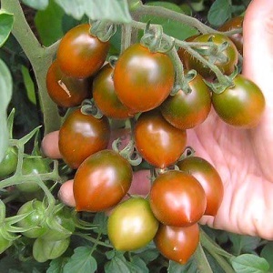 Bright and tasty decoration of your summer cottage - Monisto pink tomato