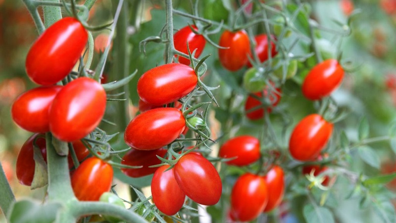 Bright and tasty decoration of your summer cottage - Monisto pink tomato