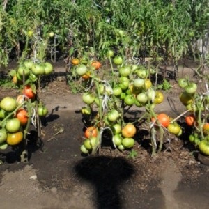 An excellent variety for fresh consumption - the Portuguese dacosta tomato and the peculiarities of its agricultural technology
