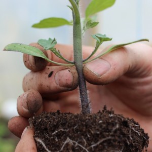 An excellent variety for fresh consumption - the Portuguese dacosta tomato and the peculiarities of its agricultural technology