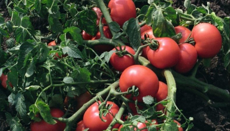 A welcome guest on your site is the Sultan tomato: we grow without hassle and enjoy the harvest