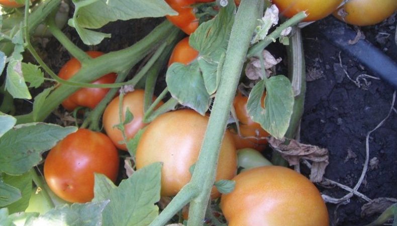A welcome guest on your site is the Sultan tomato: we grow without hassle and enjoy the harvest