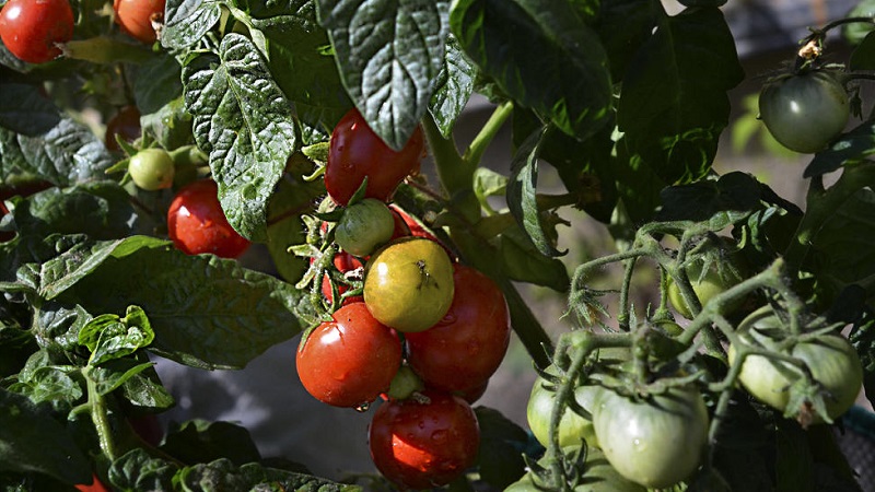 An unpretentious variety that requires minimal care - the Japanese dwarf tomato