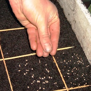 An unpretentious variety that requires minimal care - the Japanese dwarf tomato