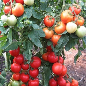 An unpretentious variety that requires minimal care - the Japanese dwarf tomato