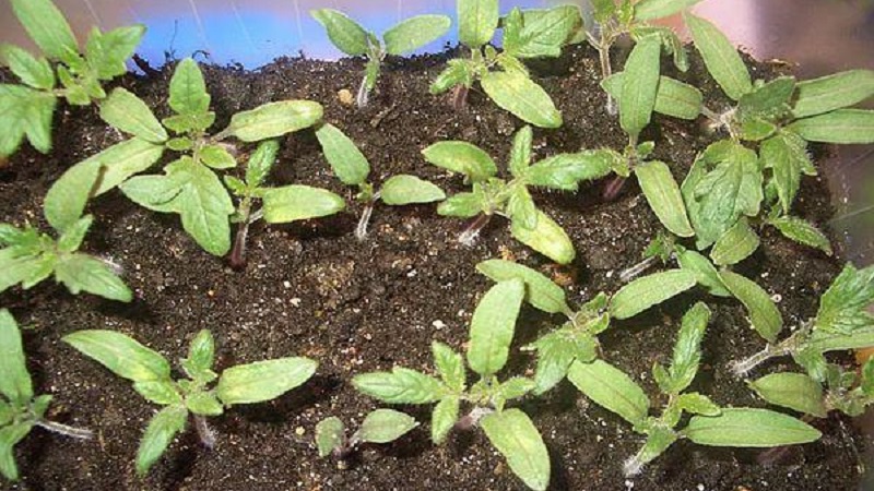 An unpretentious variety that requires minimal care - the Japanese dwarf tomato