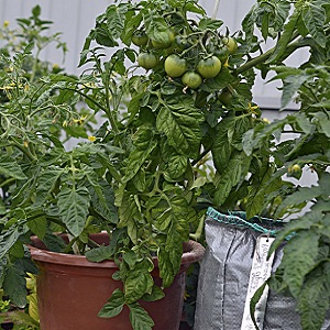 An unpretentious variety that requires minimal care - the Japanese dwarf tomato