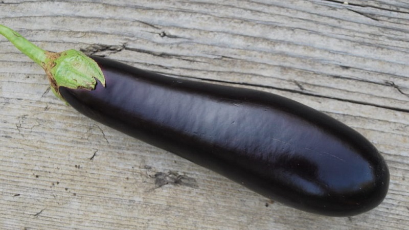 Subtleties of caring for the eggplant variety Black opal and its benefits
