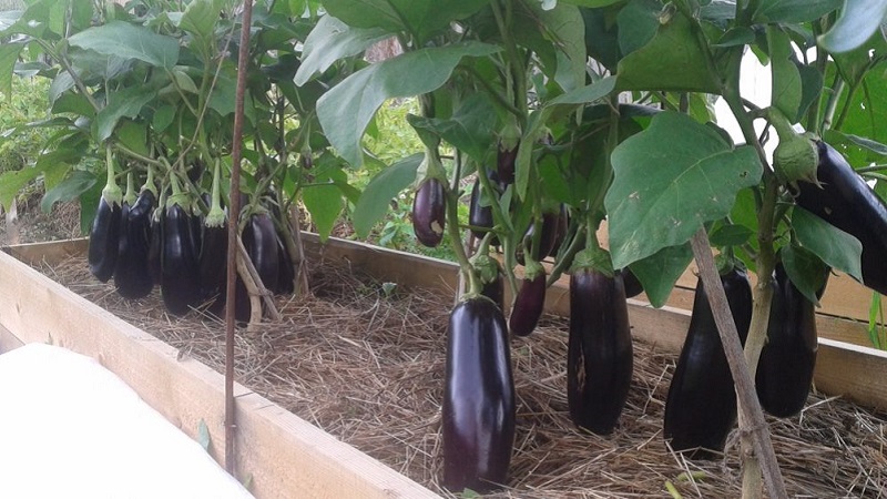 Subtleties of caring for the eggplant variety Black opal and its benefits