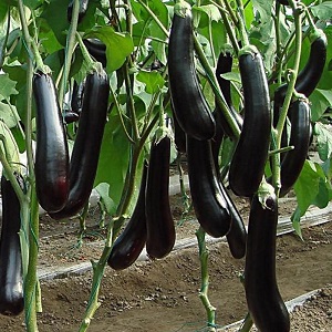 Subtleties of caring for the eggplant variety Black opal and its benefits