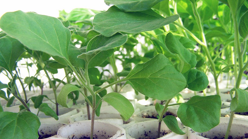 Subtleties of caring for the eggplant variety Black opal and its benefits