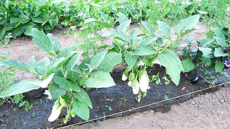 Subtleties of caring for the eggplant variety Black opal and its benefits