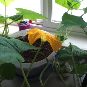 An ideal hybrid for preparing delicious dishes - Butter donut pumpkin and the peculiarities of its cultivation