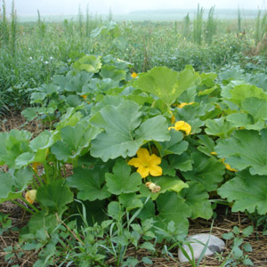 An ideal hybrid for cooking delicious dishes - Butter donut pumpkin and the peculiarities of its cultivation