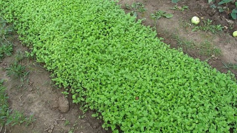 Choosing the best green manure for cucumbers in the fall for greenhouses and open ground