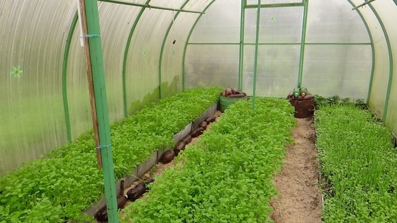 Choosing the best green manure for cucumbers in the fall for greenhouses and open ground