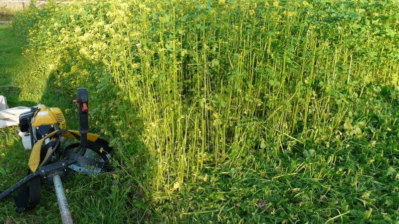 Choosing the best green manure for cucumbers in the fall for greenhouses and open ground