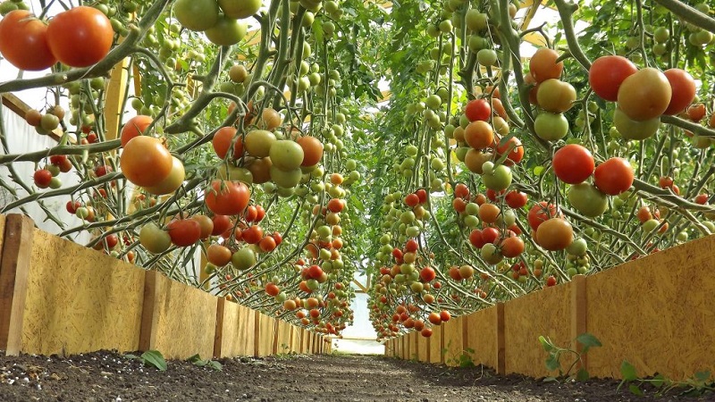 Tall, high-yielding tomatoes for greenhouses: the best varieties and help in choosing the right one for you
