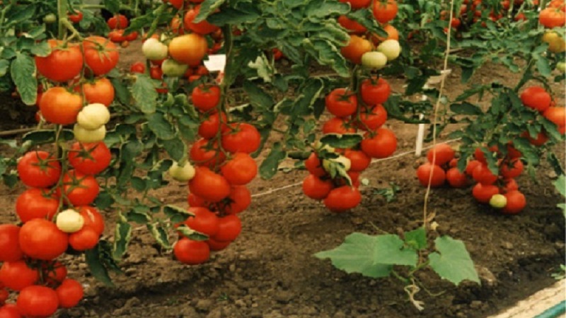 Tall, high-yielding tomatoes for greenhouses: the best varieties and help in choosing the right one for you