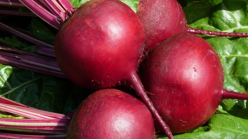 High-yielding variety from Italian breeders - Detroit beets: a complete overview and instructions for growing