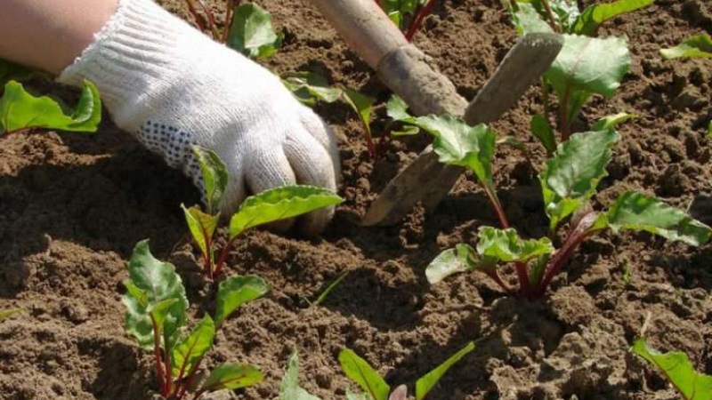 High-yielding variety from Italian breeders - Detroit beets: a complete overview and instructions for growing