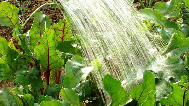 High-yielding variety from Italian breeders - Detroit beets: a complete overview and instructions for growing