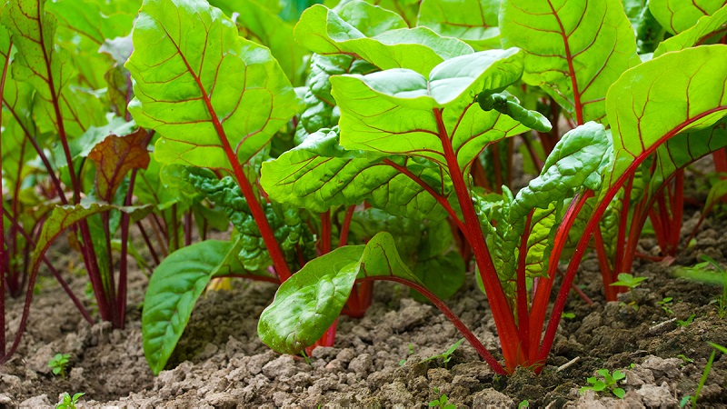 High-yielding variety from Italian breeders - Detroit beets: a complete overview and instructions for growing