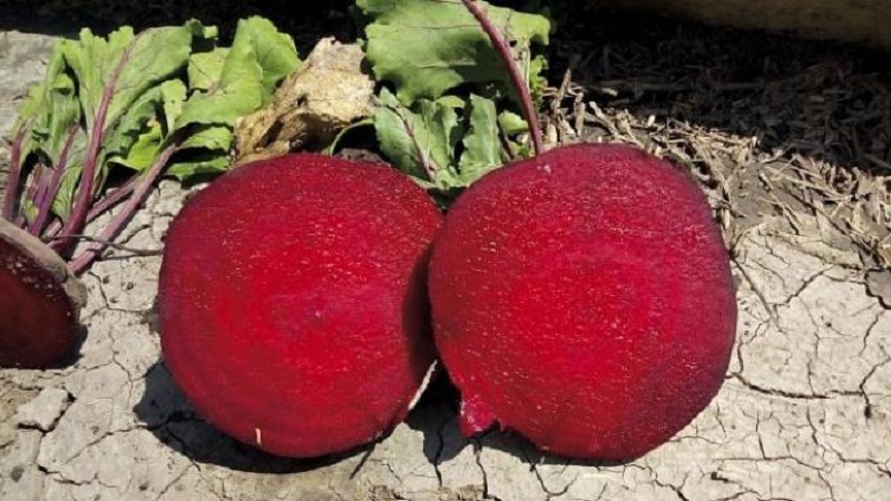 High-yielding variety from Italian breeders - Detroit beets: a complete overview and instructions for growing