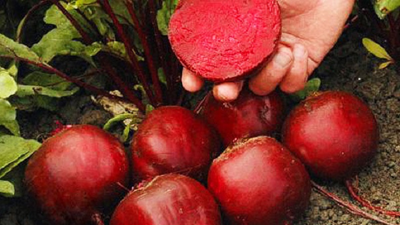 High-yielding variety from Italian breeders - Detroit beets: a complete overview and instructions for growing
