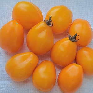 A bright variety with a rich taste - the Golden Bullet tomato: we grow crops to the envy of all neighbors