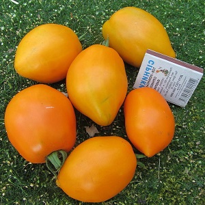 A bright variety with a rich taste - the Golden Bullet tomato: we grow crops to the envy of all neighbors