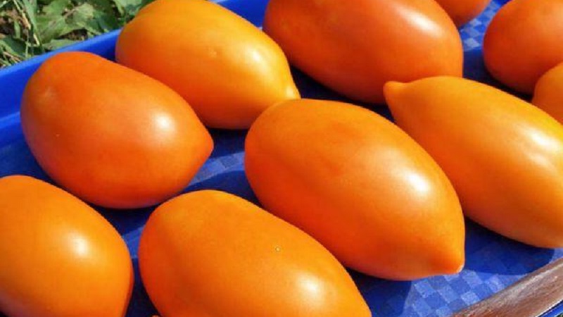 A bright variety with a rich taste - the Golden Bullet tomato: we grow crops to the envy of all neighbors