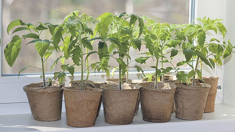 A bright variety with a rich taste - the Golden Bullet tomato: we grow crops to the envy of all neighbors