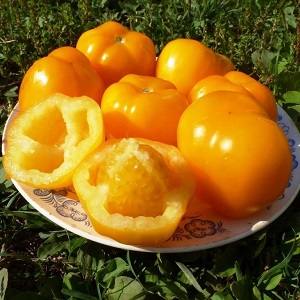 Bright sunny medicine straight from the garden: what are the benefits of yellow tomatoes and what vitamins and minerals they contain