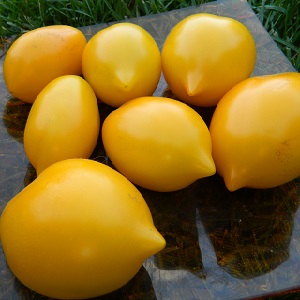 Bright sunny medicine straight from the garden: what are the benefits of yellow tomatoes and what vitamins and minerals they contain
