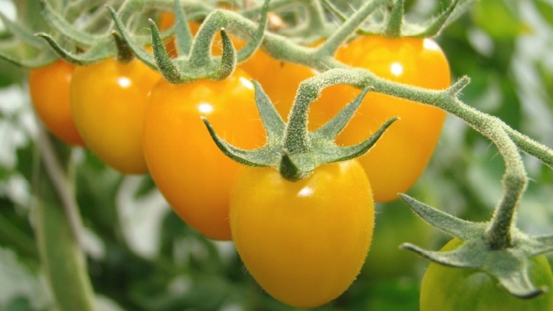 Bright sunny medicine straight from the garden: what are the benefits of yellow tomatoes and what vitamins and minerals they contain