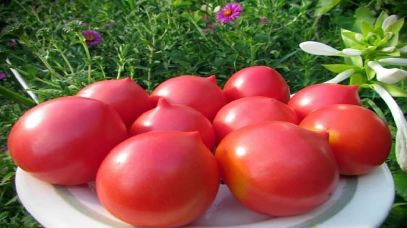 An old Volga variety of sweet tomatoes: an overview of the Syzran pipette tomato and the intricacies of its cultivation