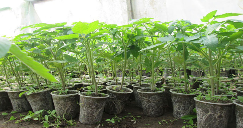 An old Volga variety of sweet tomatoes: an overview of the Syzran pipette tomato and the intricacies of its cultivation