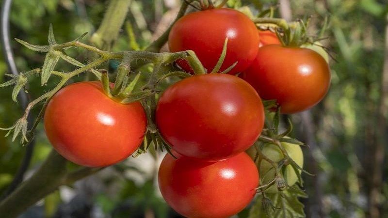 An early rich harvest to the delight of every summer resident - tomato Polbig