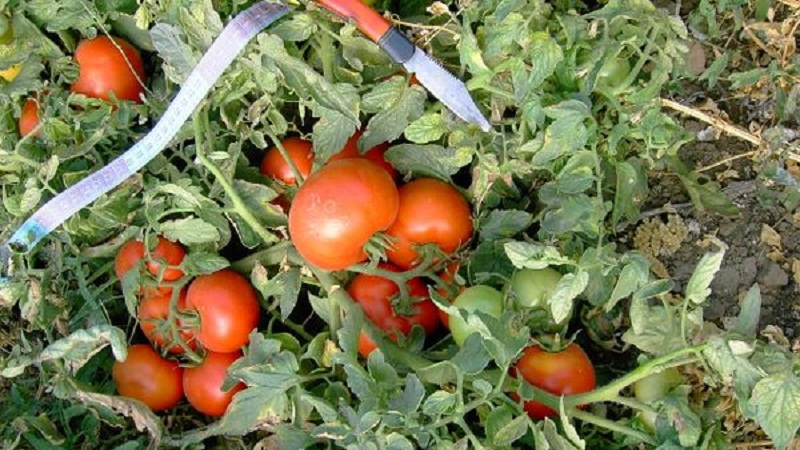 An early rich harvest to the delight of every summer resident - tomato Polbig